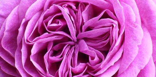 Aromatherapie-1_rose-g681dc8b60_1280