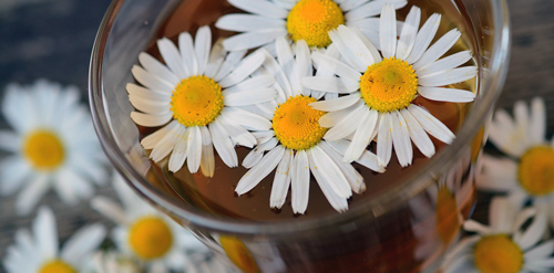 Naturheilkunde-2_chamomile-g81fab2c71_1280