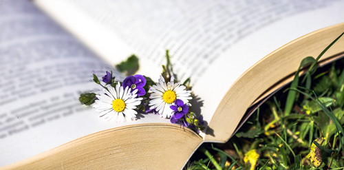 Naturheilkunde-3_daisy-gd8f57d895_1280