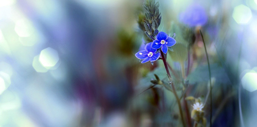 Naturheilkunde-4_spring-g223a52e2f_1280